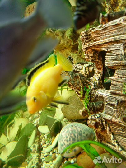 Аквариумные рыбки