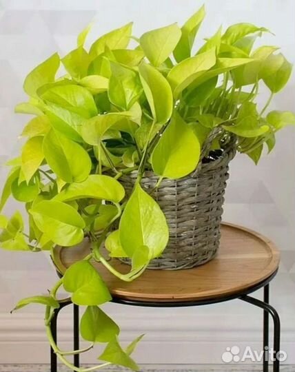 Сциндапсусы, аглаонема