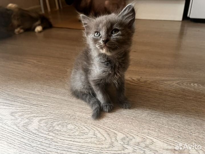 Котята бесплатно