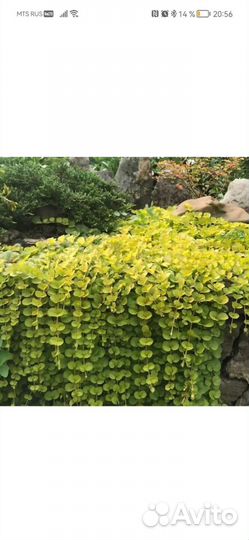 Лизимахия (вербейник), аптения и др