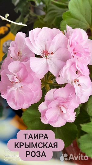 Пеларгонии сортовые