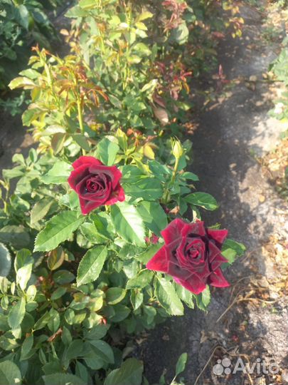 Кусты роз