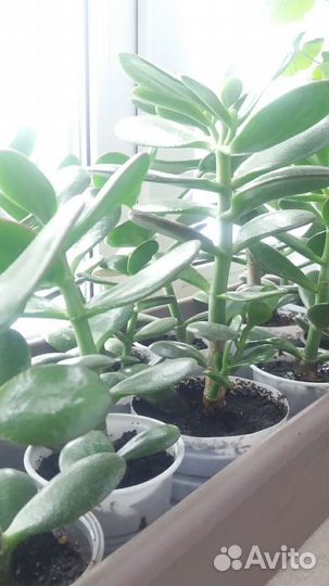 Крассула толстянка