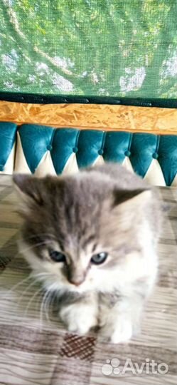 Кошка в добрые руки