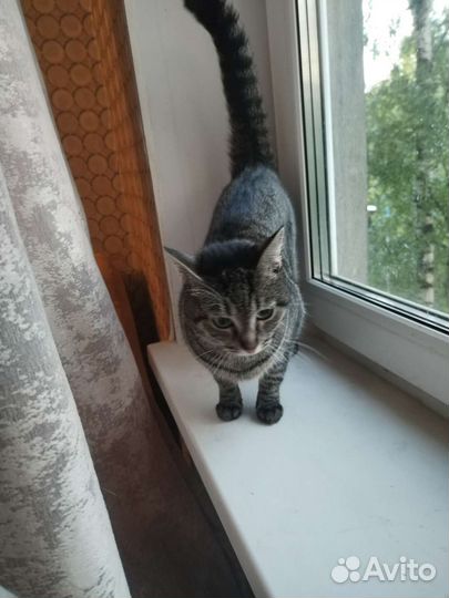 Передержка кошек и котиков