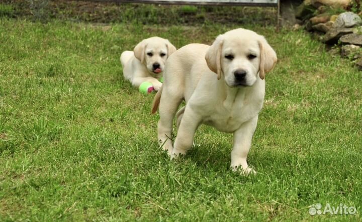Лабрадор щенки палевого и черного окраса