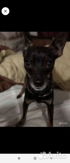 Щенки и собаки