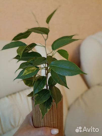 Бенджамина