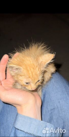 Рыжий котенок 1 мес