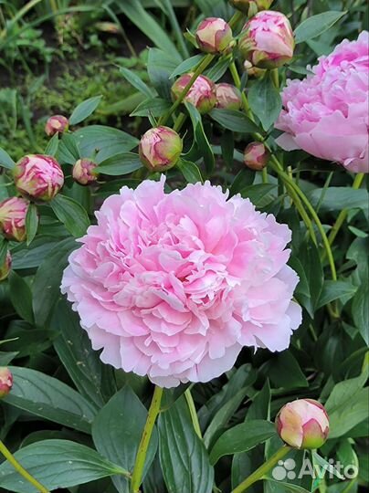 Розовые пионы 9 сортов