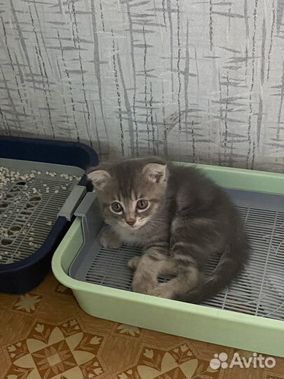 Котенок