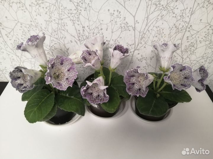 Глоксиния тигровая