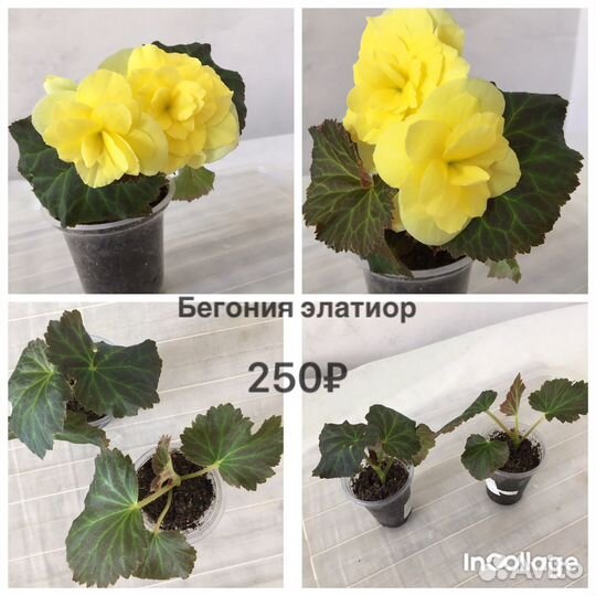 Цветущие бегонии элатиор