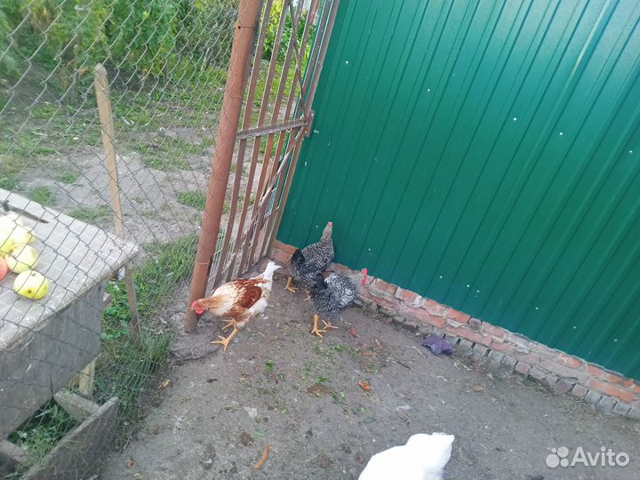 Молодые петушки