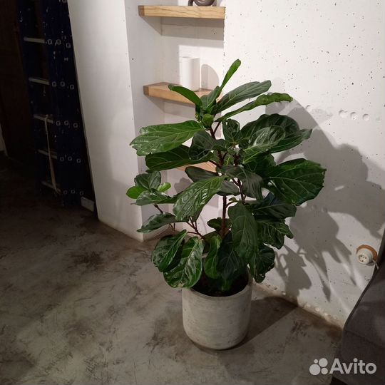 Горшки, Вазоны, Кашпо под заказ из бетона