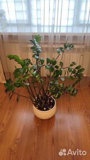 Замиокулькас