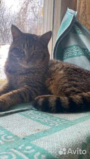 Красавчик кот Бруно