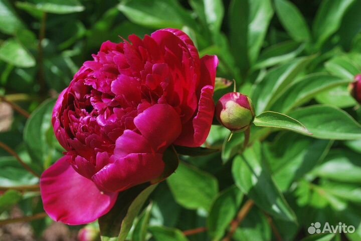 Пионы саженцы корни