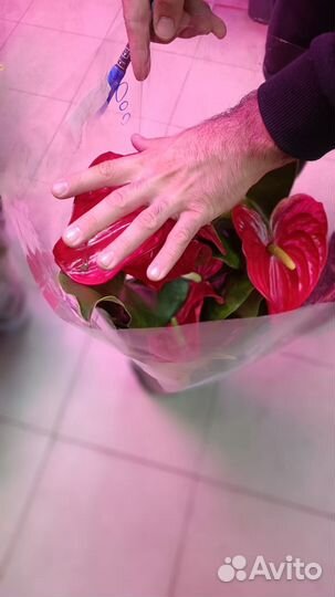 Антуриум большой крупный цветок