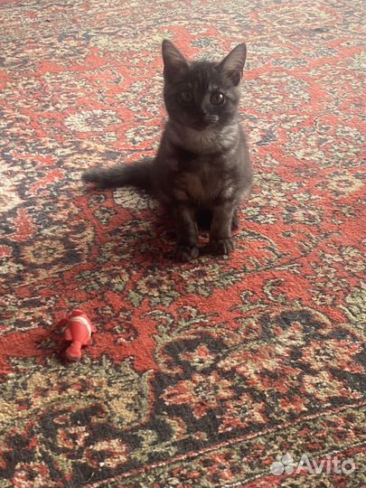 Отдам в добрые руки котенка