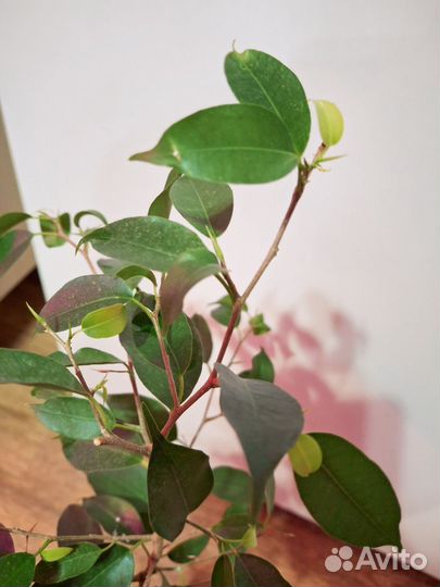 Фикус бенджамина