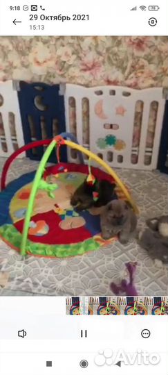 Корм для щенков и ветпаспорт