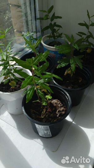 Саженцы карликового граната