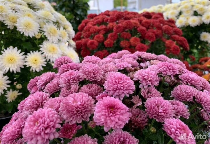 Хризантема мультифлора