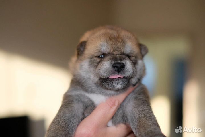 Щенки сиба ину