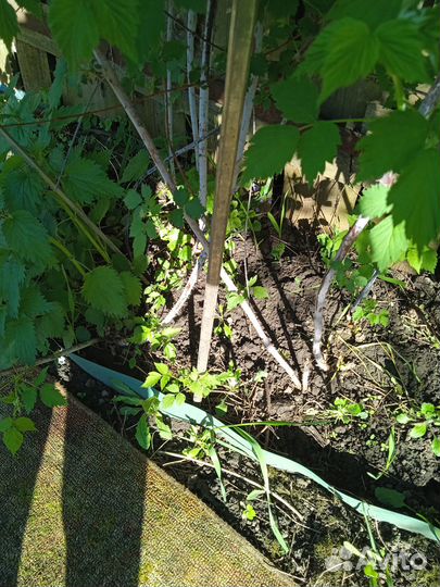 Саженцы ежевики