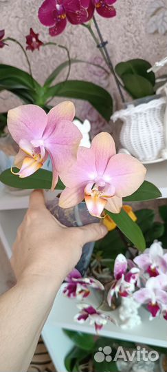 Орхидея фаленопсис