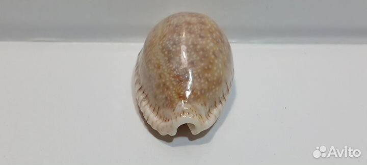Ципрея Дракаена 3,50 морская ракушка раковина