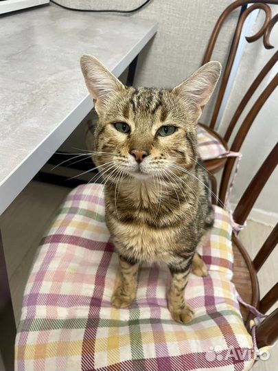 Домашний, умный кот в добрые руки