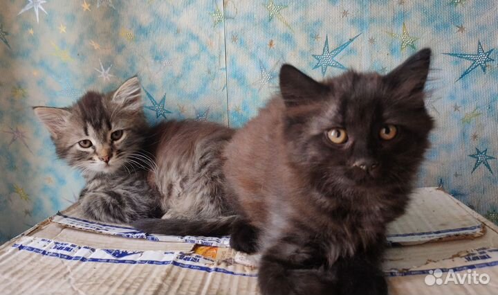 Котятки отдам в хорошие руки