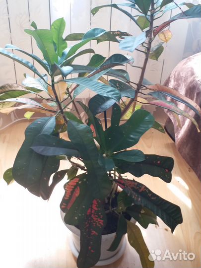 Дерево для дома или офиса