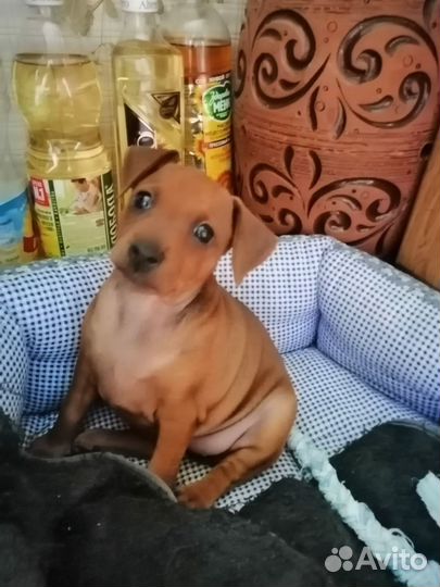 Щенки цвергпинчера