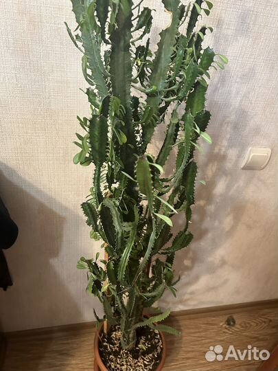 Комнатные растения цветы фикус декабрист