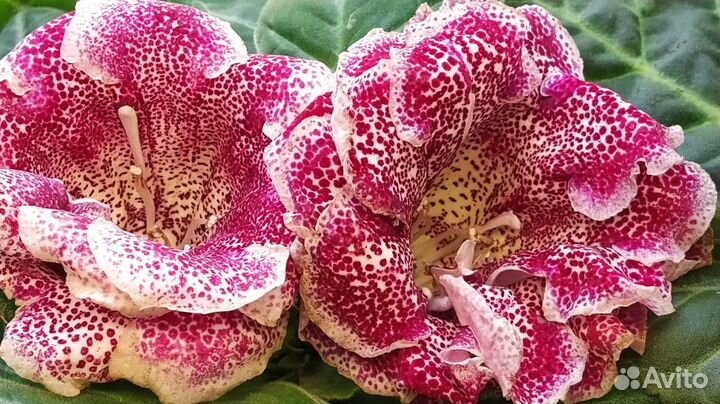 Глоксинии, листья сортовых сеянцев на срез