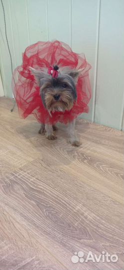 Йорочка mini девочка