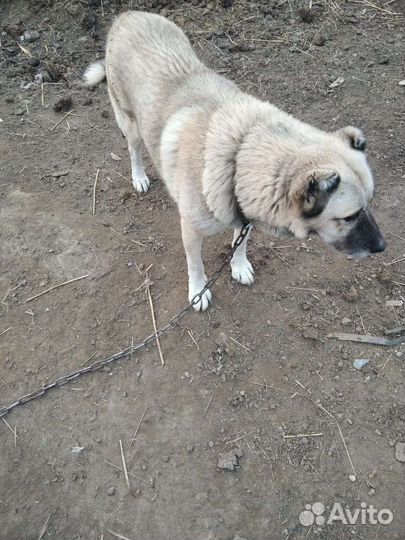 Кавказский волкодав