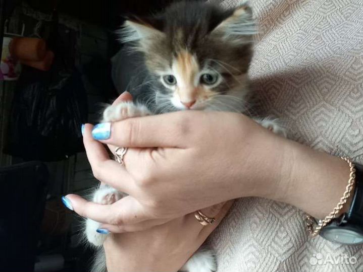 Кошка