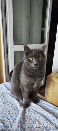 Кошка в дар