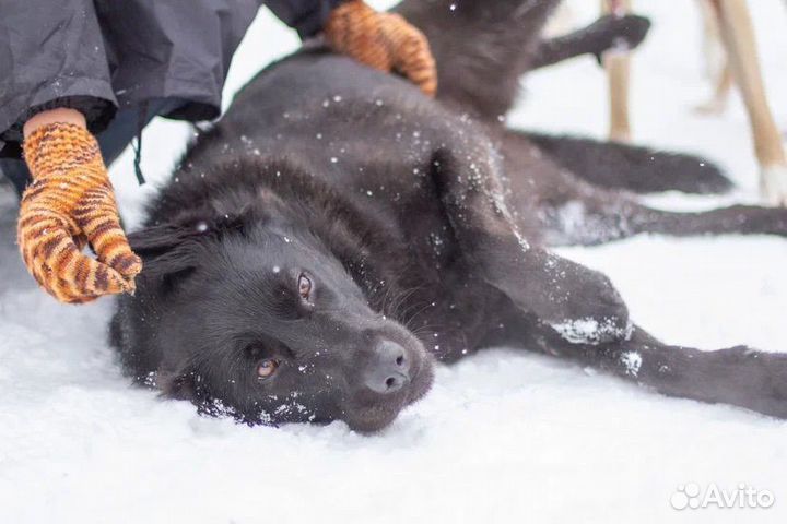 Собака в добрые руки отдам бесплатно из приюта