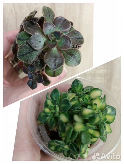 Суккуленты, часть 2