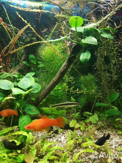 Растения живые для аквариума