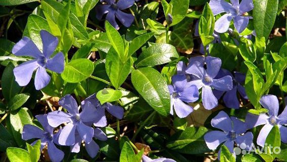 Саженцы цветов