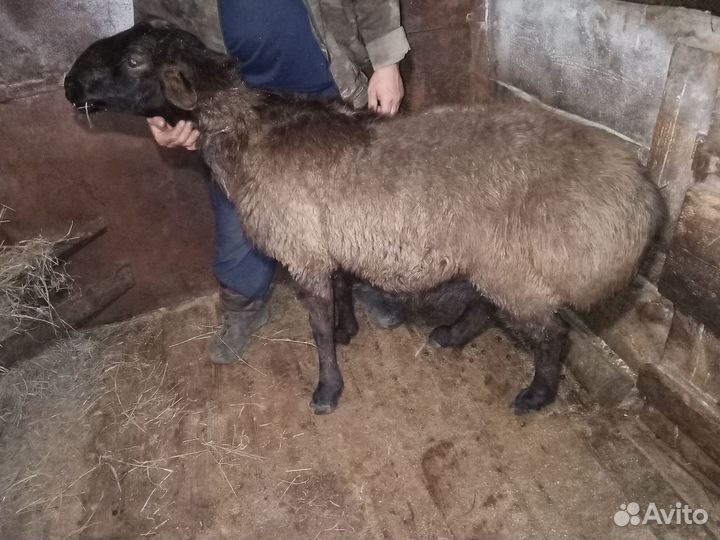 Телята. Баран гиссарский