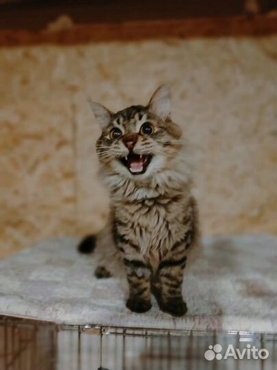 Юный котик Тинки ищет дом