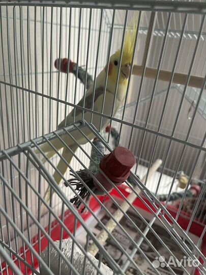 Попугай с клеткой