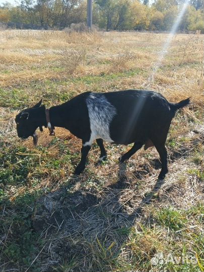 Продаются козы